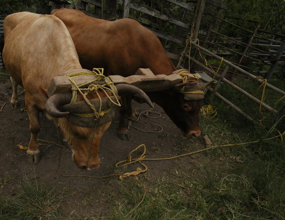 Agroforestería y permacultura